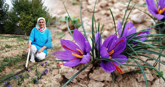 “Mucize bitki” Konya topraklarını sevdi