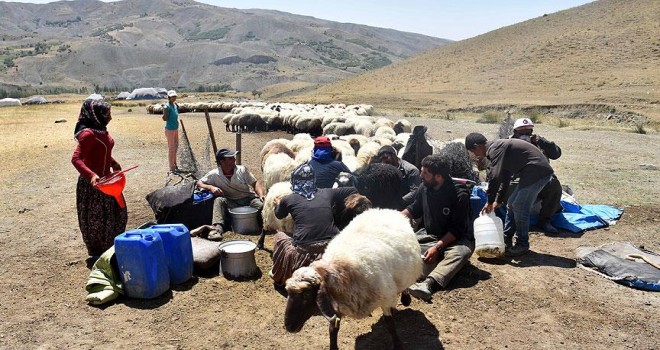 Göçerlerin tercihi Muş yaylası