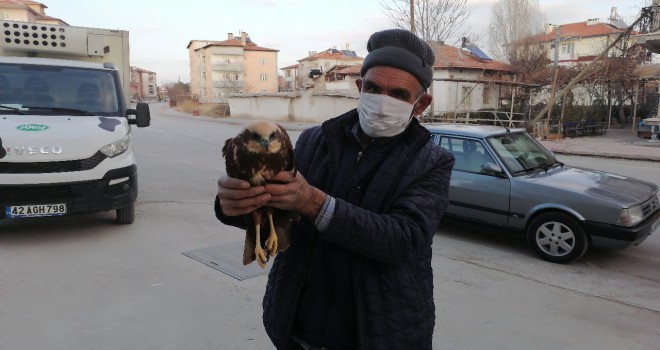 Yaralı bulunan çöl şahini tedavi altında