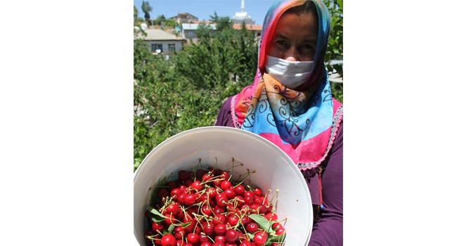 Hüyük kirazı alıcı bekliyor