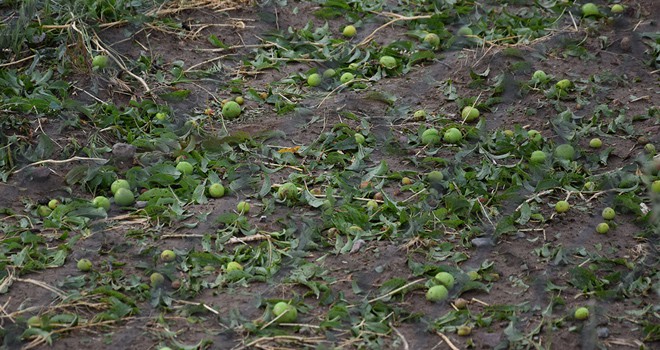 Kulu'da dolu tarım ürünlerine zarar verdi