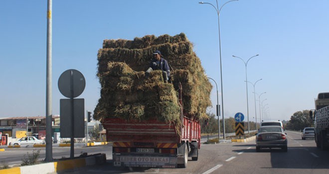 Balya üzerinde tehlikeli yolculuk