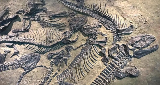 130 milyon yıllık dinozor fosili kalıntıları bulundu