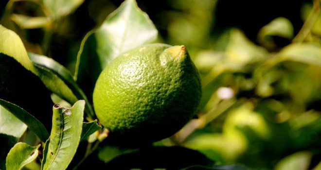 Limonda üretim arttı fiyatlar düştü