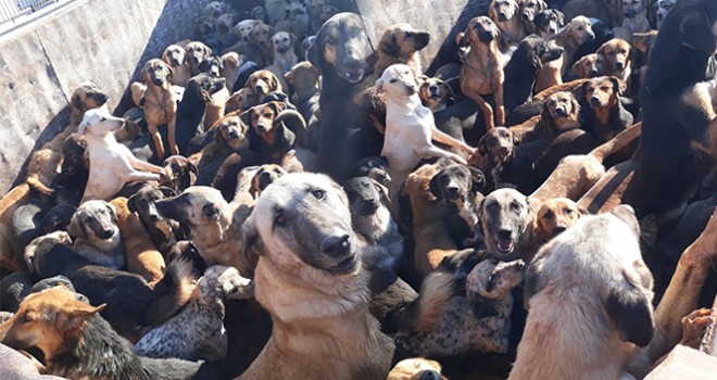 Sokulmak istenilen bir kamyon köpek geri gönderildi