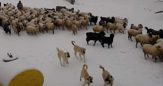 Konya’da yaylalar beyaza büründü