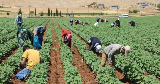 50 derece sıcaklıkta 50 liraya çalışıyorlar