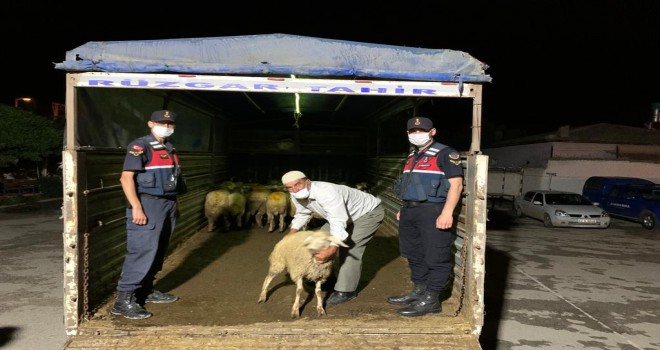 Küçükbaş hayvanı hırsızlarına suçüstü