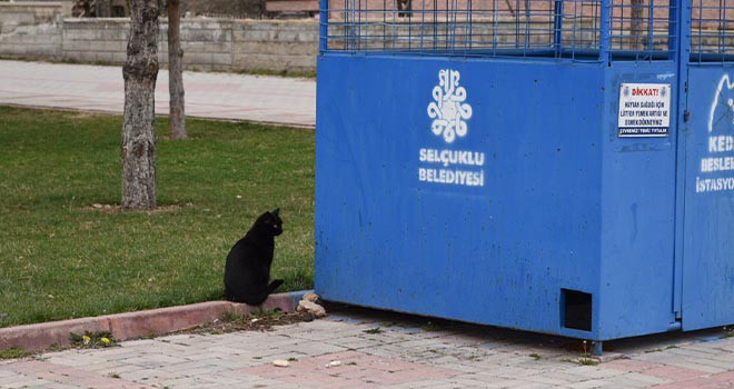 Sokak hayvanları unutulmuyor