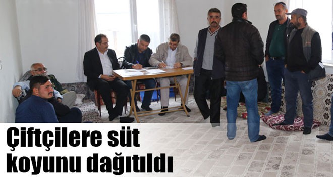 Çiftçilere süt koyunu dağıtıldı