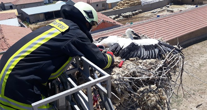 Aayakları ipe dolanan iki yavru leyleği itfaiye kurtardı