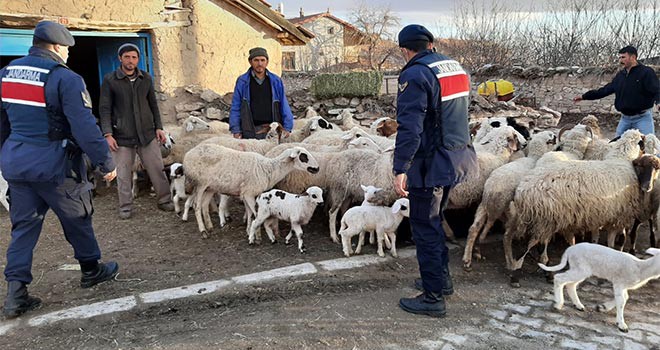 Jandarma çalının koyunları bulundu