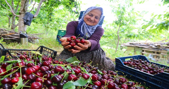 Konya'dan Rusya ve Çin’e kiraz ihracatı