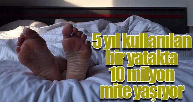 5 yıl kullanılan bir yatakta 10 milyon mite yaşıyor