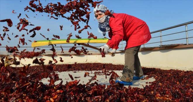 Kadınlar isotu bilimsel yöntemlerle üretiyor