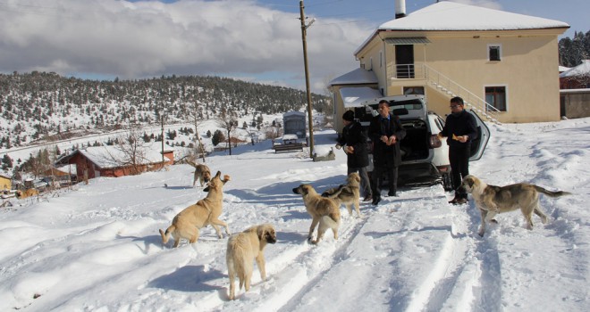 Gönüllü ekip,  sokak köpeklerini unutmadı