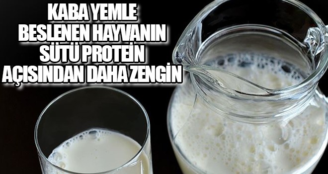 Kaba yemle beslenen hayvanın sütü protein açısından daha zengin