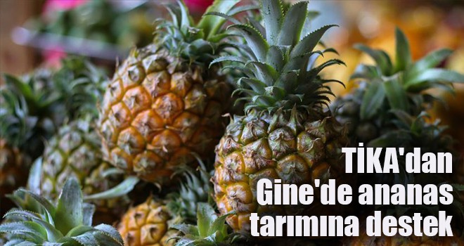 TİKA'dan Gine'de ananas tarımına destek