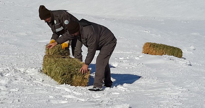 Doğaya 1 ton kuru yonca bırakıldı