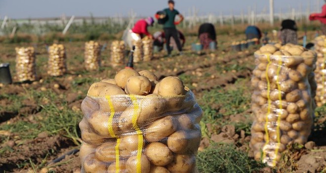 Patates fiyatına 'yazlık hasat' freni