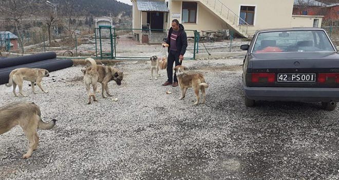 Sokak hayvanlarına yiyecek desteği