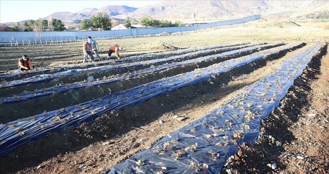 Liceli çiftçiler, dar alandan daha çok kazanacak