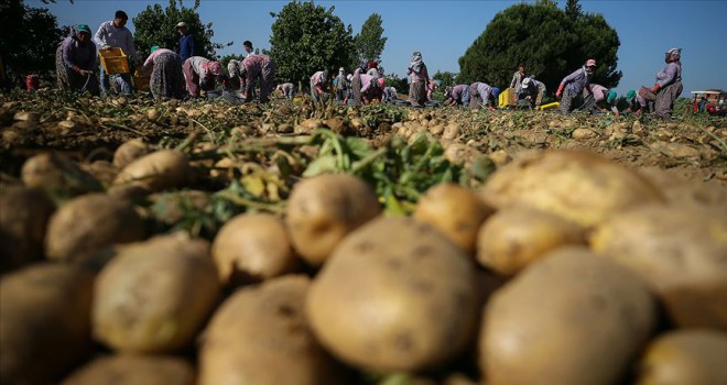 Türkiye patates üretiminde dünyada ilk 10'da