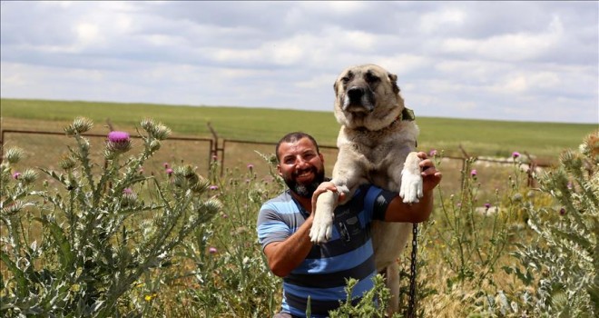 Kangal köpeklerine ilgi arttı