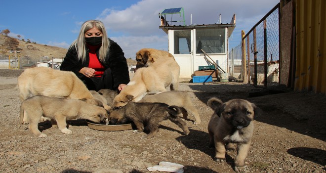 Sokak köpeklerine barınağında bakıyor