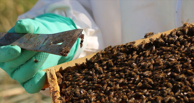 Propolis, antibiyotiğe gereksinimi azaltıyor