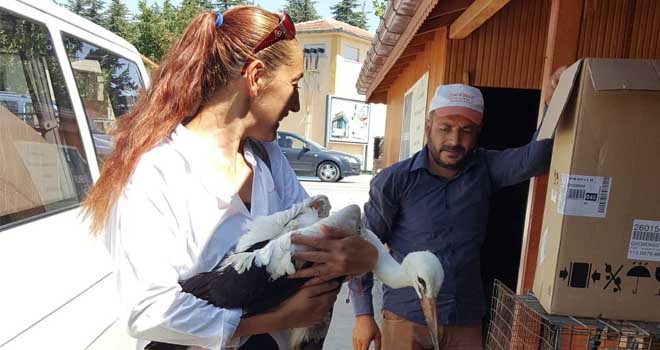 Yaralı leylek koruma altına alındı