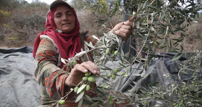 Batı Şeria’da zeytin hasadı ve Yahudi yerleşimci sorunu