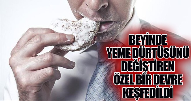 Beyinde yeme dürtüsünü değiştiren özel bir devre keşfedildi