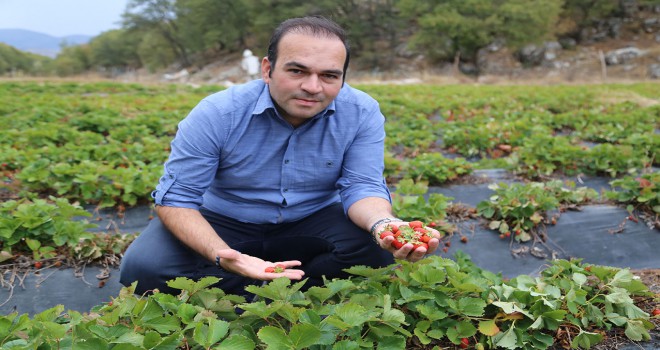 Zedelemeden çilek toplamak için sistem geliştirdi