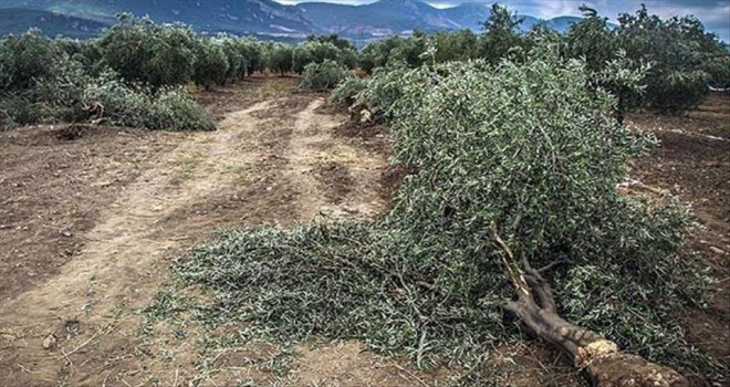 Yılda 21 bin ağacın kesilmesi önlenecek