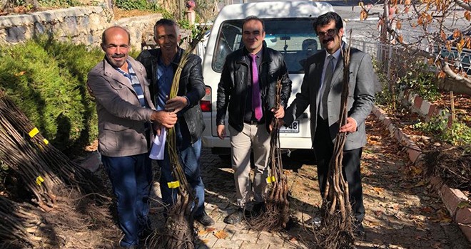 Taşkent'te çiftçilere fidan dağıtıldı