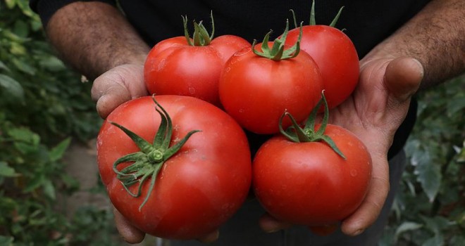 Rusya'ya domates ihracatı üreticileri umutlandırdı