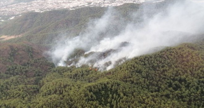 Muğla'da orman yangını