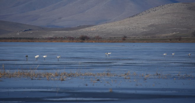 Flamingolar, Çavuşçu’da