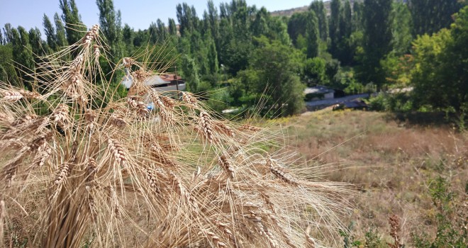 Yerel buğday hasadı yapıldı