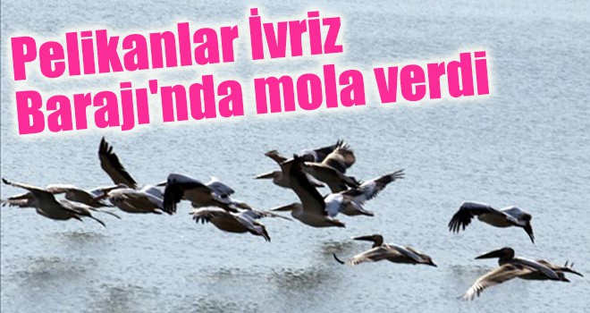 Pelikanlar İvriz Barajı'nda mola verdi