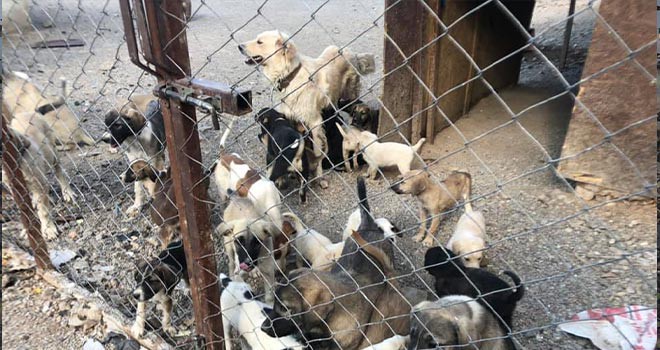 Seydişehir’de sokak köpeklerine kısırlaştırma