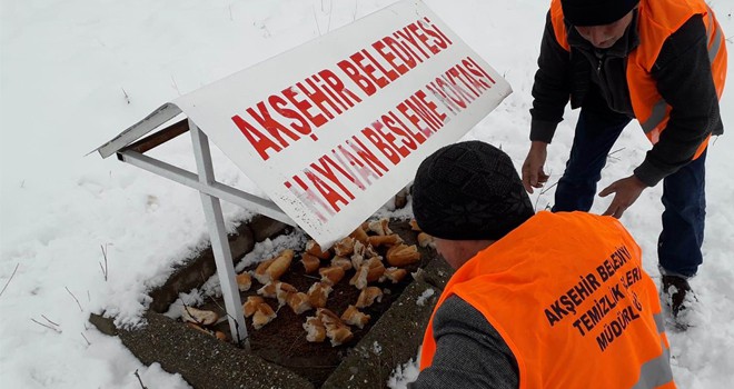 Akşehir sokak hayvanlarını besliyor