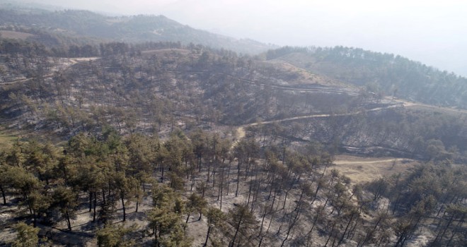 Adana'daki orman yangınında soğutma çalışmaları sürüyor