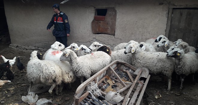 Konya'da hayvan hırsızlığı