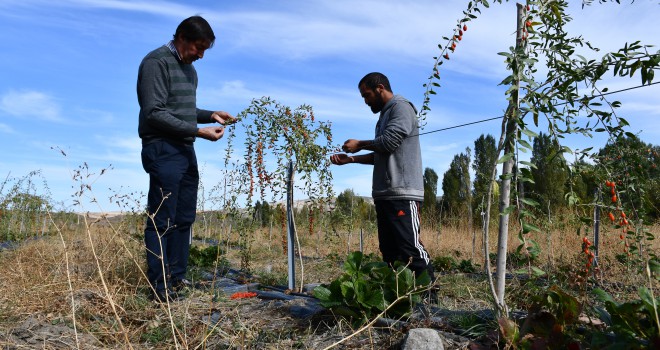 Goji berry yetiştiren profesör, örnek oluyor