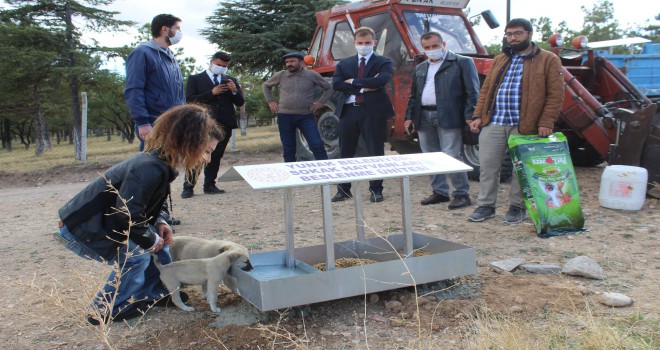 Yunak'ta sokak hayvanları için beslenme noktaları