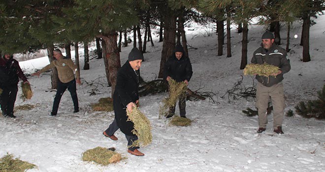 Yabani hayvanlar için doğaya yem bırakıldı