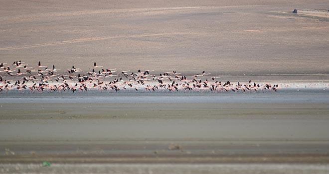 Flamingolar erken geldi