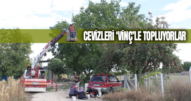 Can güvenliği için cevizleri "vinç"le topluyorlar